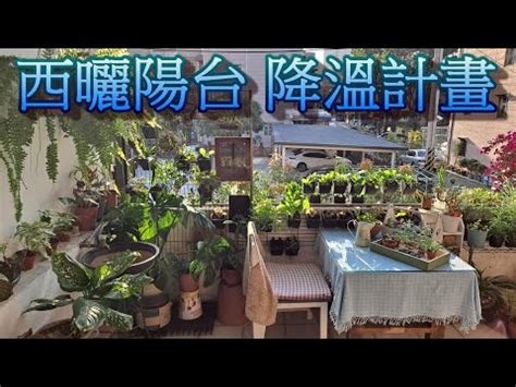 西曬陽台大型植物